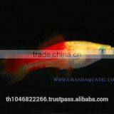 Swordtail Fish / Live Ornamental Fish thumbnail-2