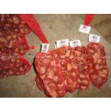 Chestnut,sweet Chestnut,qianxi Chestnut thumbnail-1