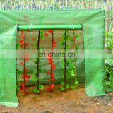TOMATO GREENHOUSE thumbnail-1