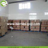 Factory Supply Nutrition Dried Chinese Wolfberry thumbnail-5