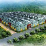 Agriculture Greenhouse With Hydroponic System for Vegetables/Fruits thumbnail-1