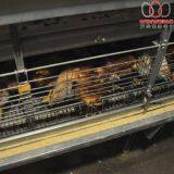 Haiti Poultry Chicken Farm - H Type Automatic Chicks Cage System With Automatic Feeding Machine in Brooding Room