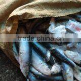New Coming Frozen Sardine Fish for Feeding 8.5KG / CTN thumbnail-3