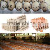 Commercial China Egg Tray Machine From Factory thumbnail-4