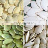 now crop pumpkin seed from heilongjiang