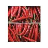 Chillies thumbnail-1