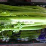 Chinese Fresh Celery thumbnail-2