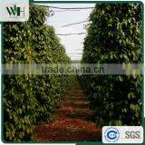 Vietnam Organic Black Pepper Pgi-570 With International Price thumbnail-5