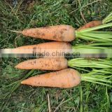 Fresh carrot good quality
