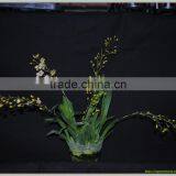 Live Oncidium Orchid
