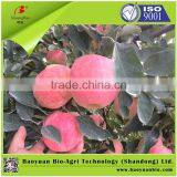 Organic And Inorganic Fertilizer 14-6-10 For Fruit Trees thumbnail-2