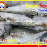 FROZEN MARUADSI WHOLE ROUND (ROUND SCAD) thumbnail-1