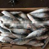 Frozen Wholesale Sardines thumbnail-1