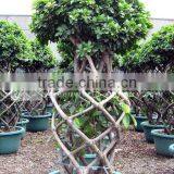 Ficus Bottle Shape Nitida thumbnail-1