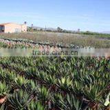 Agave Horrida V. "Perotensis Limon" in 8 Liters Pot thumbnail-4