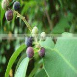 Embelia Ribes thumbnail-2