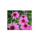 Echinacea Extract thumbnail-1