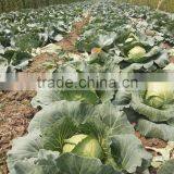 2015 Fresh Tomato Bulk Tomato for Sale thumbnail-4