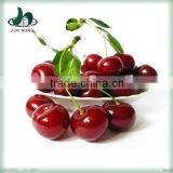 Best sale canned sour cherry