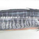 Frozen Wahoo Fillet thumbnail-1