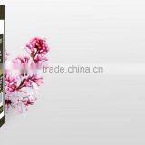 Clove Bud Oil thumbnail-2