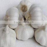 Pure White Garlic thumbnail-4