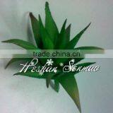 Wholesale Lifelive Artificial Succulents Plant thumbnail-3