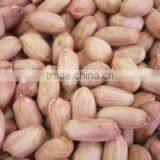 Peanut Kernels in Long Shape for Sale thumbnail-4
