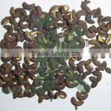 ZANTHOXYLUM ALATUM thumbnail-1