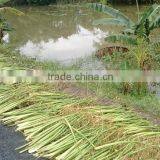 Dried Water Hyacinth - High Quality QQ : 2598494113 thumbnail-1