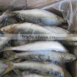 New Fresh 80-100g Frozen Sardine Bait thumbnail-3