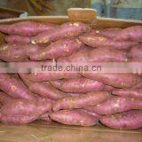 FRESH SWEET POTATO thumbnail-3