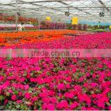 Large Multi-span Fiberglass Commercial Greenhouse,garden Greenhouse,flower Greenhouses thumbnail-3