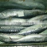 Zhengyuan Seafood Sea Frozen Skipjack Tuna