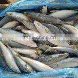 Land Frozen Pacific Mackerel for Canning,Lamp Catching Scomber Japonicus for Canned Fish thumbnail-2