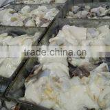 Frozen Giant Squid Neck thumbnail-2