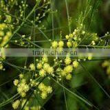 Acacia Catechu Extract thumbnail-4