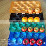 Free Samples Offered 5lb/15lb Mexico Market Popular Polypropylene Fresh Tomato Tray Packaging in Food Grade
