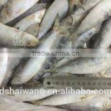 Frozen WR Sardinella Lemuru thumbnail-2