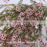 Valentine's Day Wholesale Fresh Cut Red Wintersweet Flower thumbnail-4