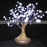 Bonsai Cherry Blossom Tree