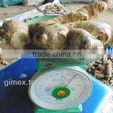 2013 Vietnamese Fresh Ginger thumbnail-1