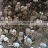 Natural Raw White Mother of Pearl Shell , Whitelip Shell