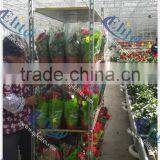 17 Display Flower Trolley, Flower Trolley Cart CC for Netherlands, Transport Trolley thumbnail-1