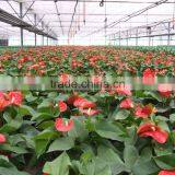 Used Commercial Greenhouses thumbnail-4
