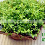 Iron Frame Willow Body Wicker Baskets for Plants With Plastic Lining thumbnail-2