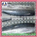 Frozen Spanish Mackerel Fillets-sink on thumbnail-1