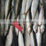Low Price Canned Fish Sardine Frozen Sardine for Canning thumbnail-3