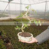 S Shape Small Indoor Bonsai Carmona Bonsai Tree (Fukien Tea) thumbnail-5