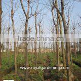 Delonix Regia Tropical Trees thumbnail-3